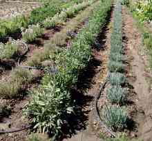 «Τα Αρωματικά και Φαρμακευτικά φυτά ως μοχλός Αέναης Ανάπτυξης της χώρας»
