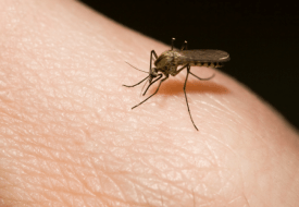 Σας “προτιμούν” τα κουνούπια; Είναι κληρονομικό!