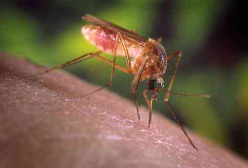 Η Καταπολέμηση κουνουπιών στην Μακεδονία