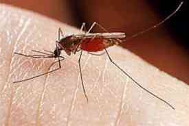 Ποιες περιοχές κινδυνεύουν περισσότερο από την “επέλαση” των κουνουπιών