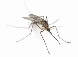 Συλλογικά μέτρα κατά των κουνουπιών