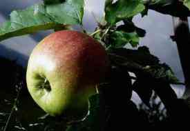 Πως τα μήλα βελτιώνουν την σεξουαλική ζωή των γυναικών