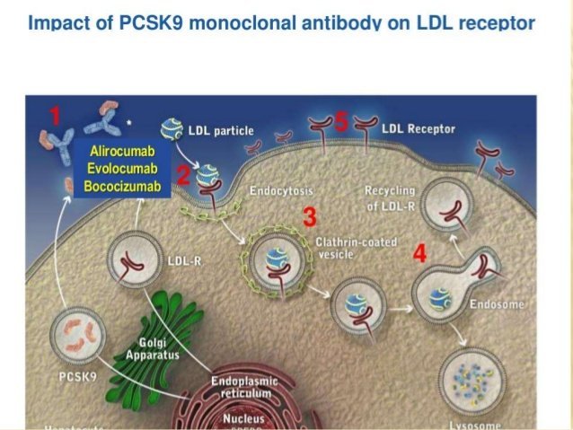 Το Evolocumab Μειώνει Σημαντικά τον Κίνδυνο Εμφάνισης Σκληρών Μειζόνων Ανεπιθύμητων Καρδιαγγειακών Επεισοδίων κατά 20%