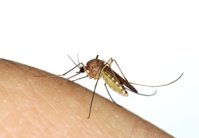 Αυτές είναι οι καθημερινές συνήθειες που τραβάνε τα κουνούπια