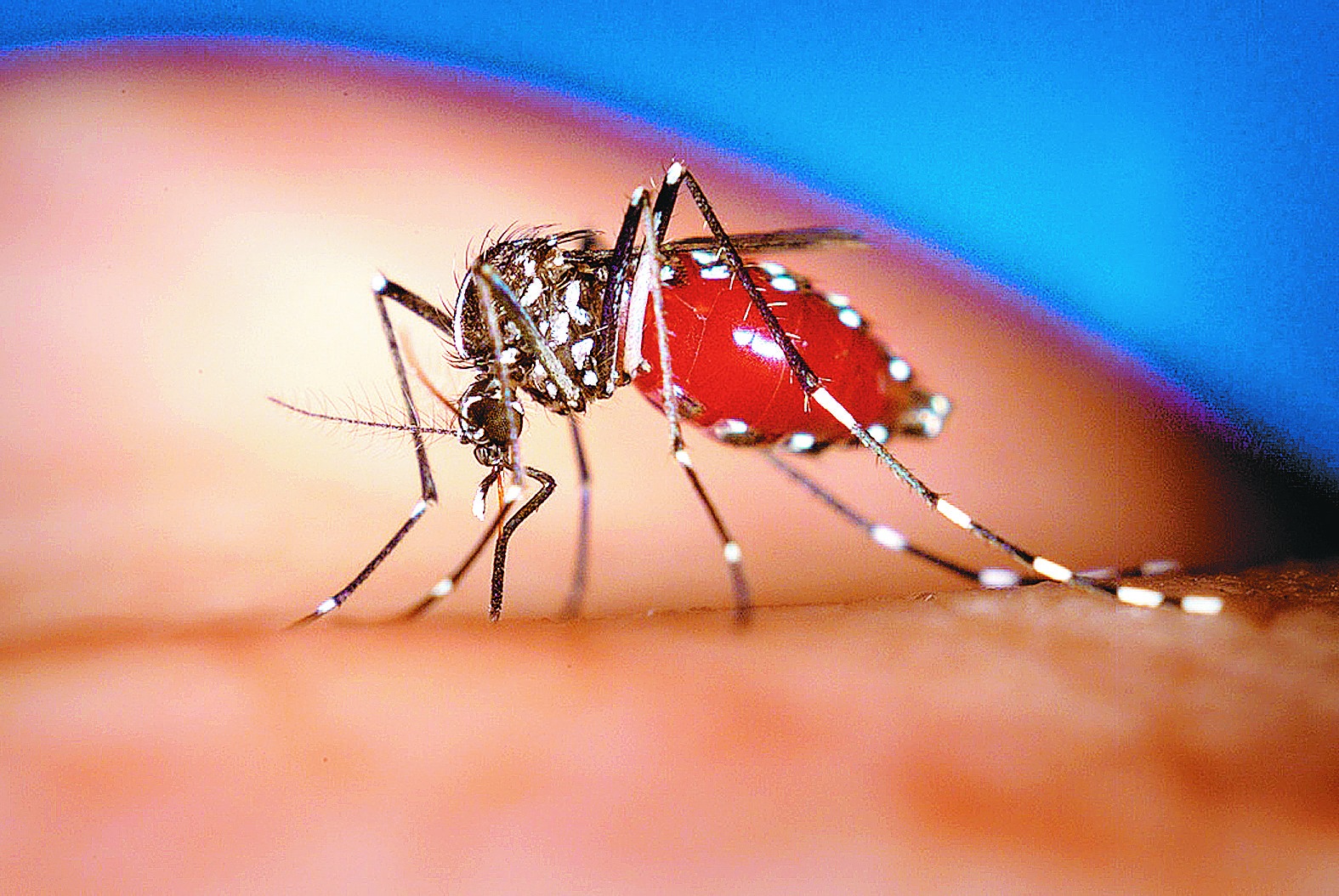 ΚΕΕΛΠΝΟ: Υπαρκτός ο κίνδυνος επανεμφάνισης της Ελονοσίας στη χώρα μας