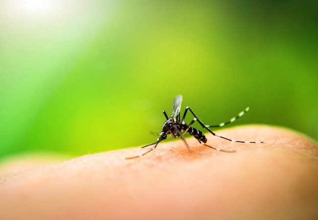 Κουνούπια: Τι να κάνω για να μην με τσιμπάνε