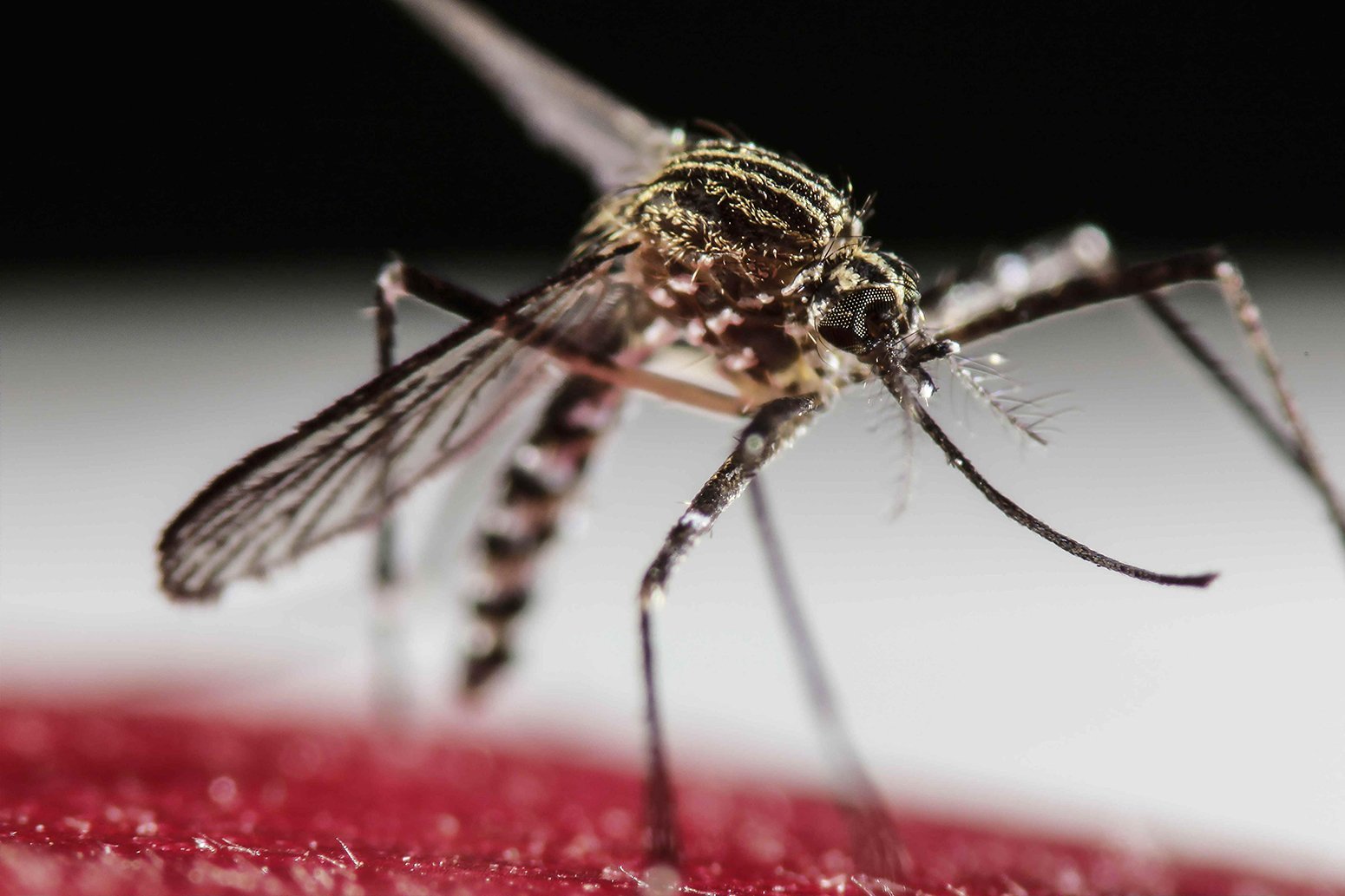 Σε ετοιμότητα η Ευρώπη λόγω ασθενειών που μεταφέρονται από τα κουνούπια
