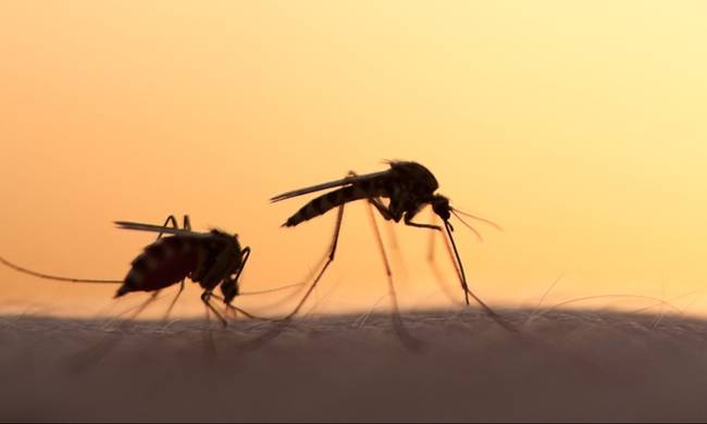 Τρεις οι νεκροί από επιπλοκές του ιού του Δυτικού Νείλου – Η νεότερη ανακοίνωση του ΚΕΕΛΠΝΟ