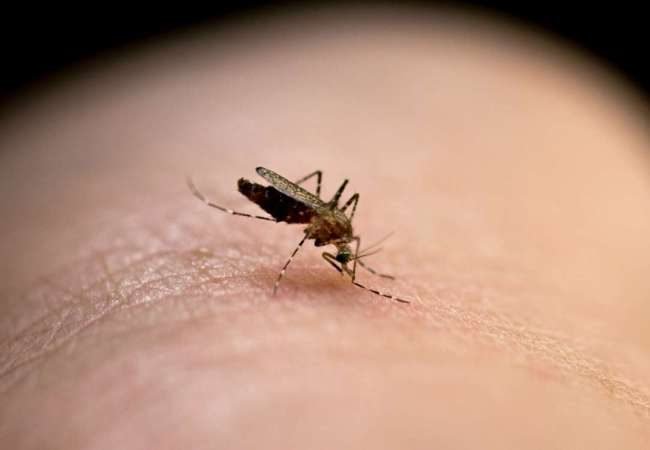 Κουνούπια: Ποιούς τσιμπάνε περισσότερο