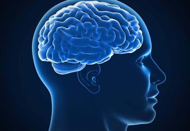 Εγκέφαλος: Μεγαλύτερος σημαίνει και περισσότερη εξυπνάδα;