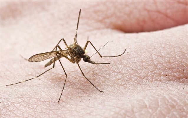 ΕΟΔΥ: Προφυλαχθείτε από τα κουνούπια – Προφυλαχθείτε από τον ιό του Δυτικού – 13 περιστατικά στη χώρα μας