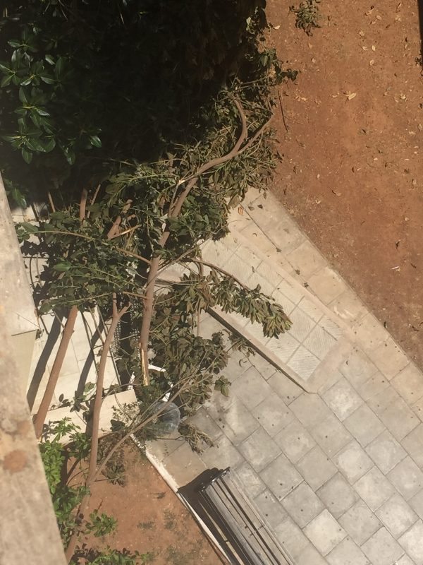 Δύο περίεργες αποφάσεις της διοικήτριας του “Έλενα Βενιζέλου” – 1.600 ευρώ για την απομάκρυνση ενός… δένδρου! (PDF)