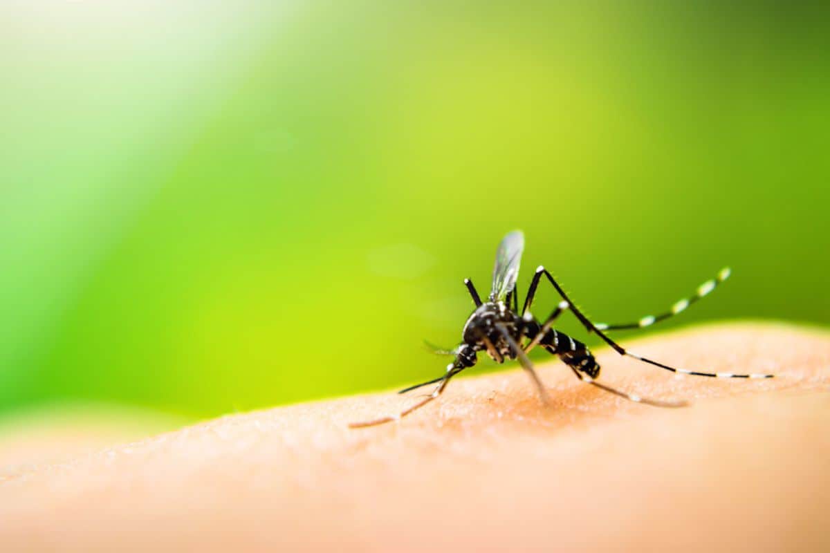 Προειδοποίηση από τον ΕΟΔΥ: Mεγάλη προσοχή φέτος στα κουνούπια