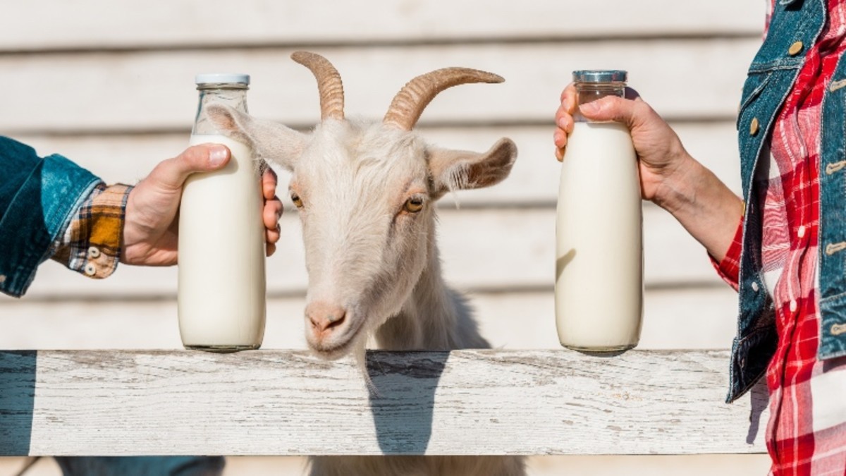To κατσικίσιο γάλα είναι πιο θρεπτικό από το αγελαδινό;