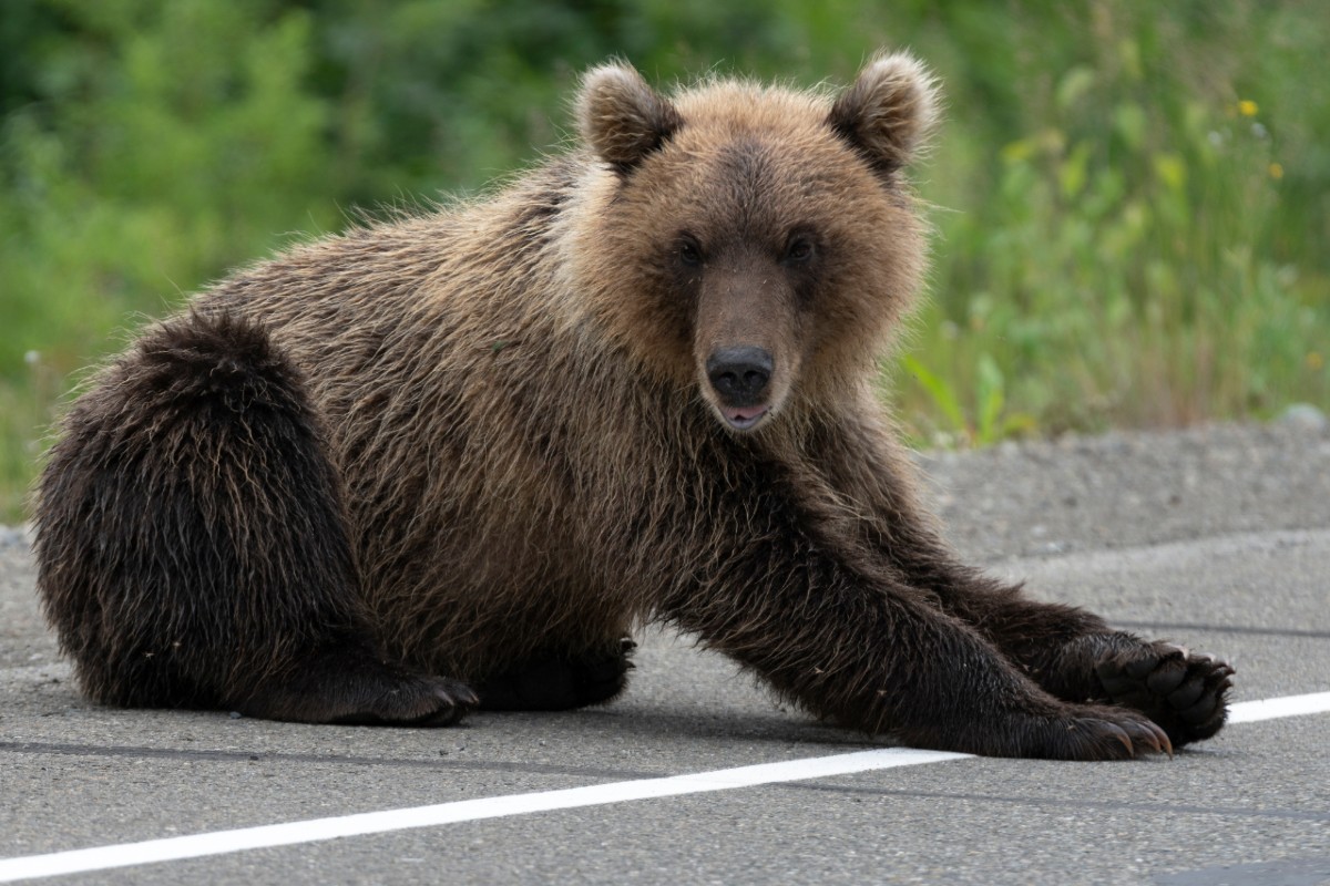 «Δρόμος» σωτηρίας για οδηγούς και αρκούδες