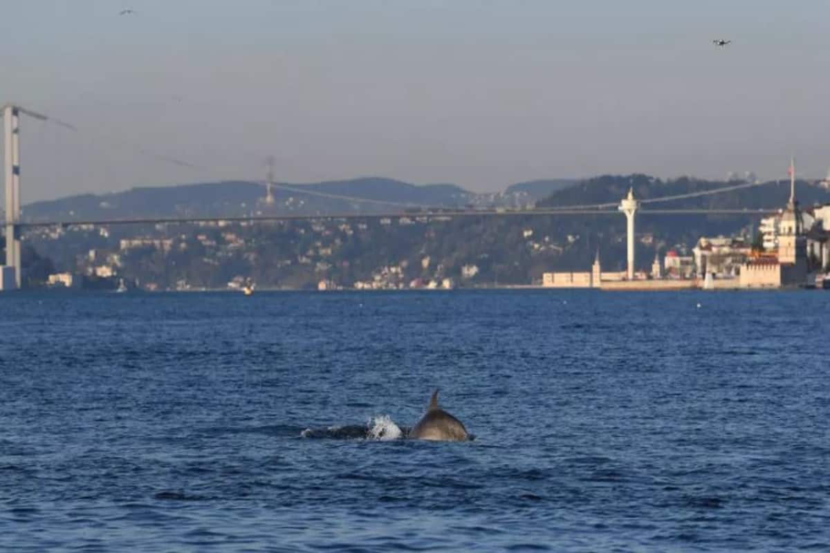 Τα δελφίνια χαίρονται έναν Βόσπορο ασυνήθιστα γαλήνιο χάρη στο lockdown