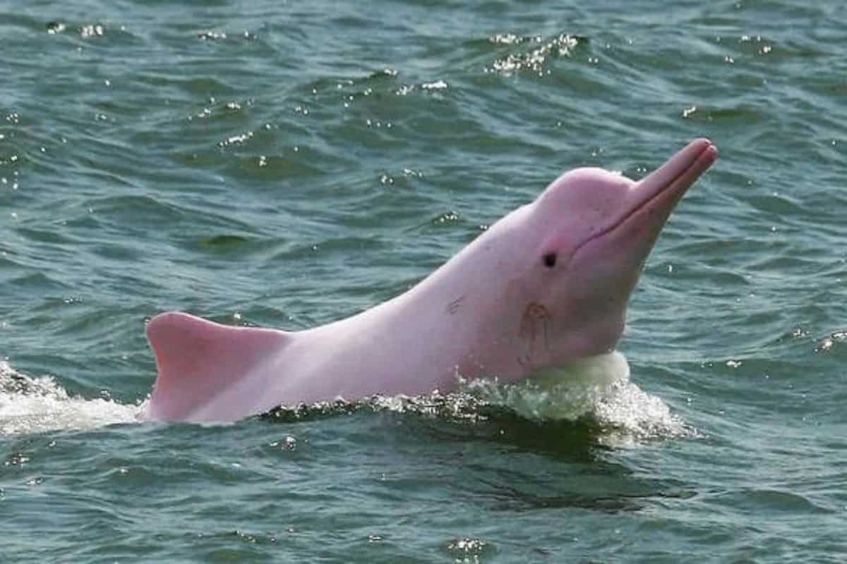 Ταϊλάνδη: Εμφανίστηκαν σπάνια ροζ δελφίνια λόγω απουσίας των τουριστών