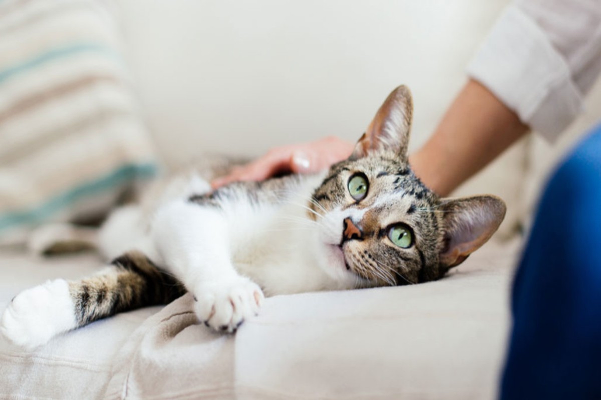 Νέα έρευνα: Οι γάτες μπορούν να κολλήσουν και να μεταδώσουν κορoνοϊό σε άλλες γάτες
