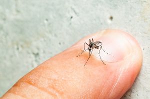 κουνούπια στο δάκτυλο ενός άντρα