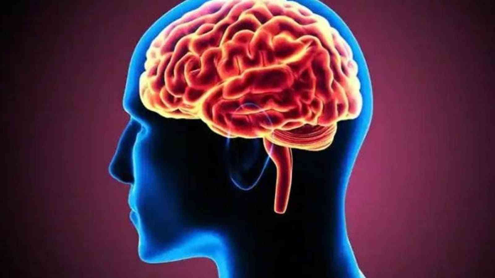 Εγκέφαλος: Σύνδεση δυο εγκεφάλων μέσω διαδικτύου