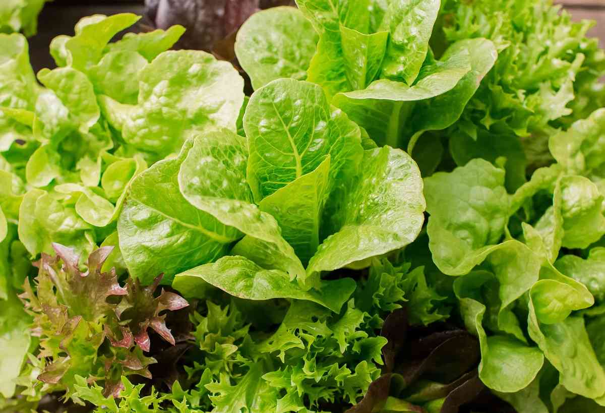 Διατροφή: Αυτό το λαχανικό δεν πρέπει να μένει καθόλου εκτός ψυγείου