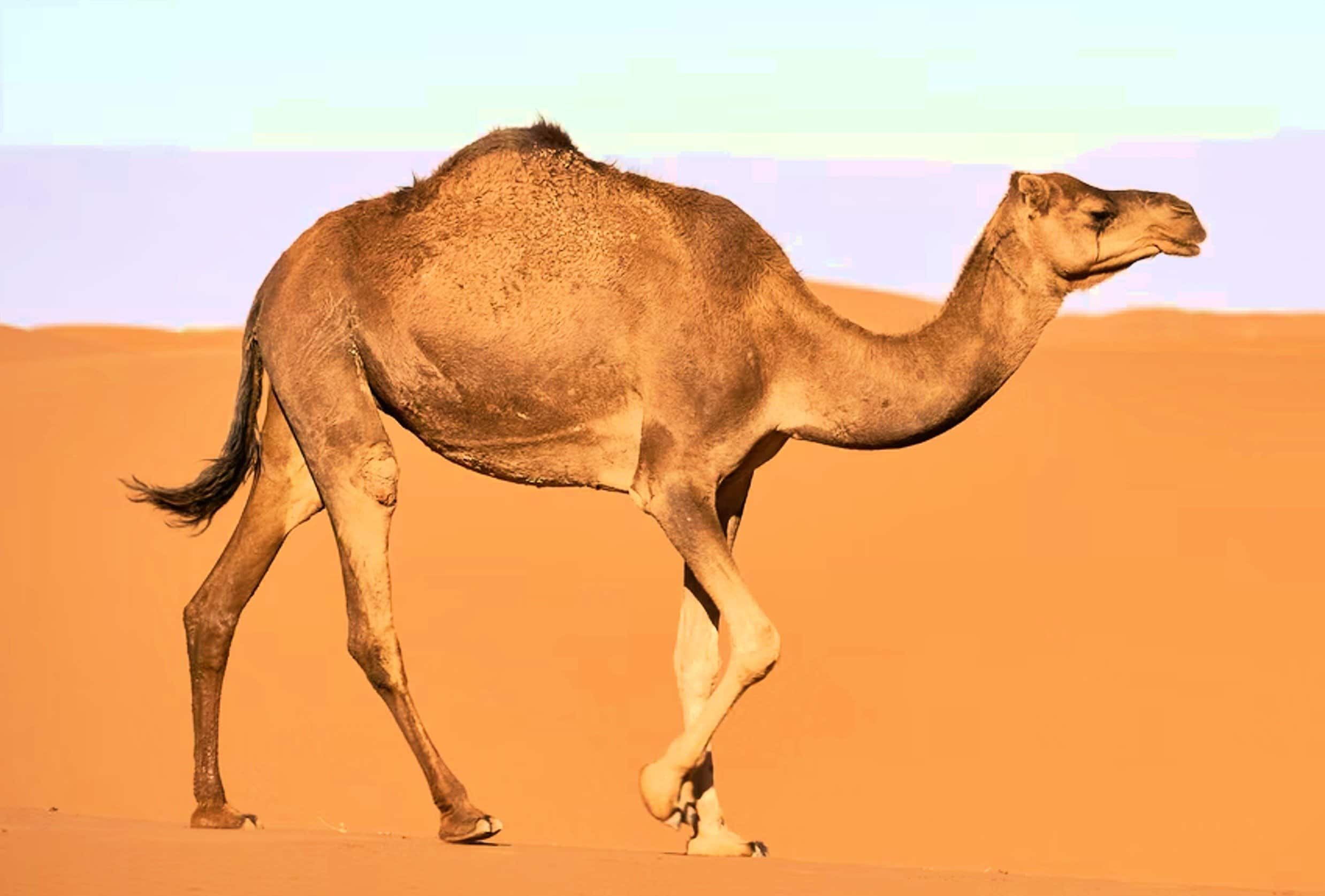Πανεπιστήμιο Κρήτης για “γρίπη της καμήλας”: Διαψεύδουν οι επιστήμονες ότι υπάρχουν κρούσματα στην Ευρώπη και στον υπόλοιπο κόσμο