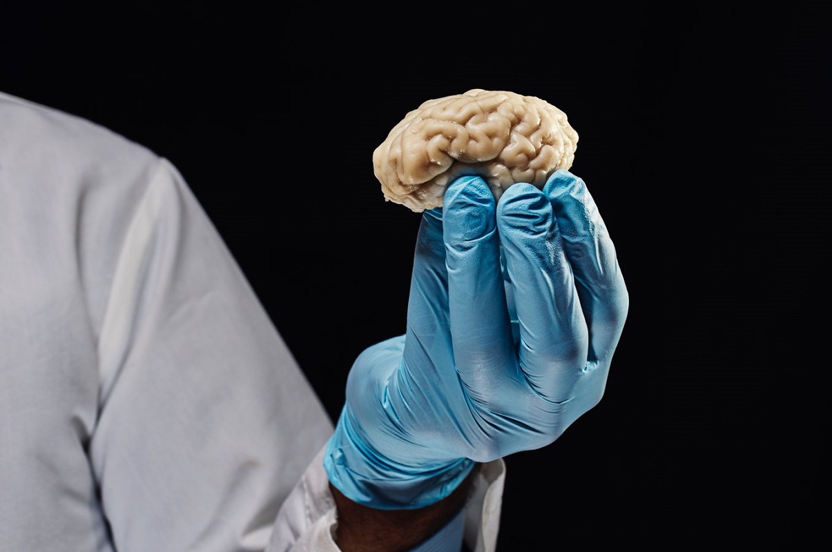Επιστήμονες κράτησαν ζωντανούς τους εγκεφάλους χωρίς το σώμα επί 36 ώρες