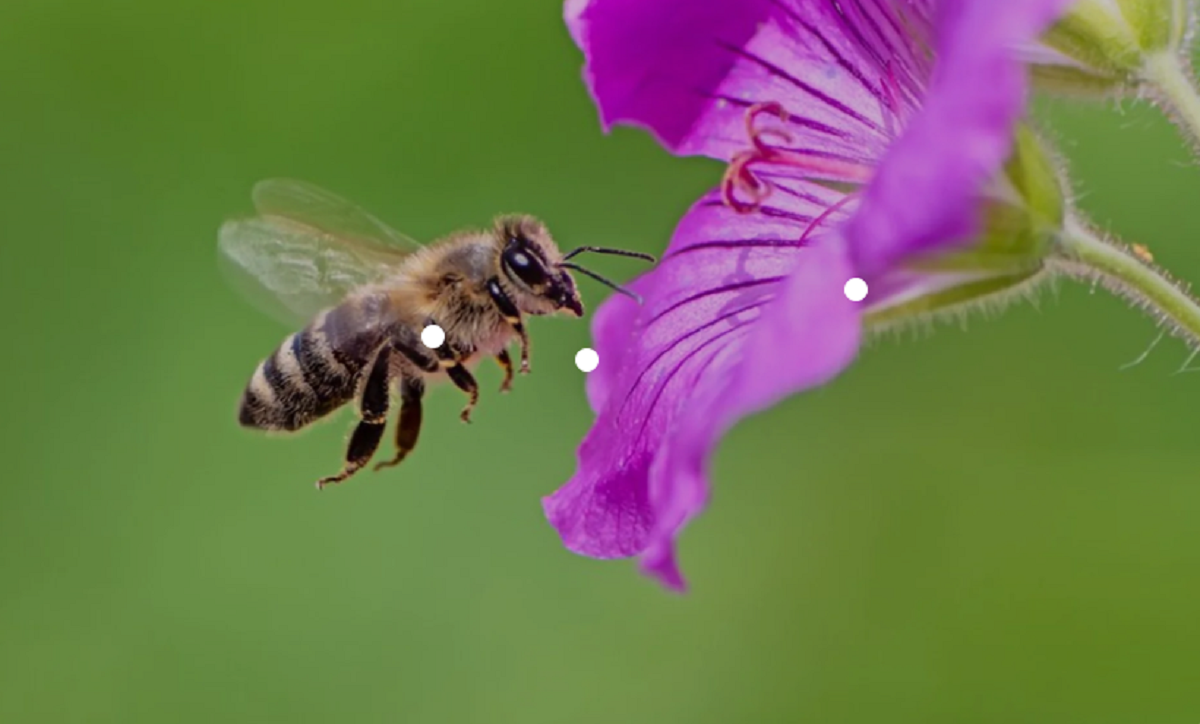 Μέλισσες: Πώς «μαρτυρούν» την υγεία των κατοίκων μιας πόλης