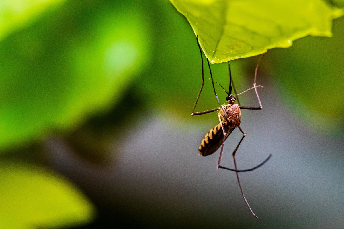 Κουνούπια: Γιατί προτιμούν κάποιους περισσότερο