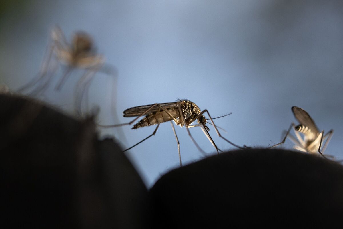 κλιματική αλλαγή κουνούπια