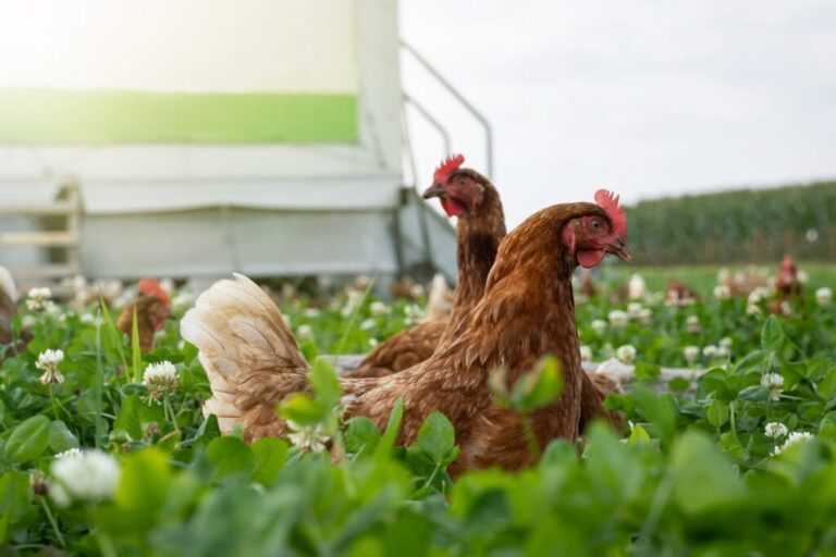 ΠΟΥ: H μετάδοση της γρίπης των πτηνών σε ανθρώπους αποτελεί πηγή “μεγάλης ανησυχίας”