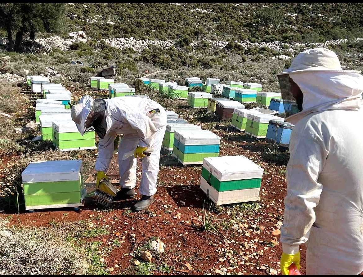 Η InterMed στηρίζει τη μελισσοκομία στο Καστελλόριζο – Platinum βραβείο στο μέλι του ακριτικού νησιού